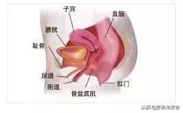 产前盆底肌训练运动,顺产几天后可以做盆底肌修复操