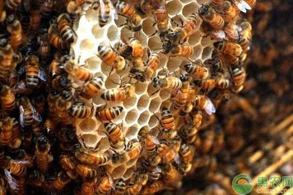 野生蜜蜂和养殖蜜蜂,养殖蜜蜂好还是养殖胡蜂好