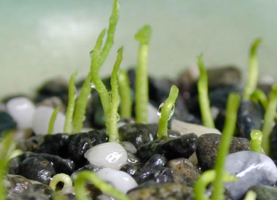 封闭的阳台上适合种什么蔬菜,阳台种什么蔬菜好看又好养