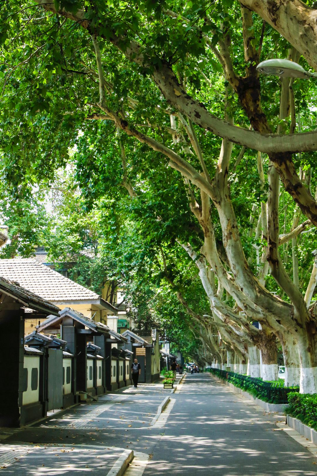 一到秋天南京就成了金陵,一入秋南京就成了金陵