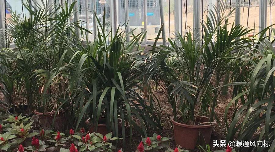 三大案例，带你走进农业种植大棚、畜牧养殖和水产养殖供热市场