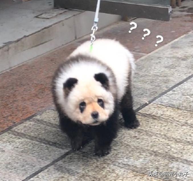 熊猫松狮犬是染色的吗,不染色熊猫松狮犬