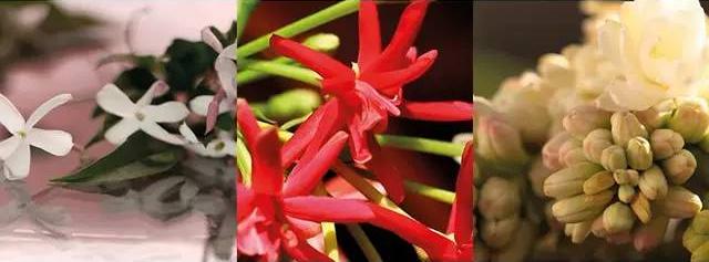 gucci古驰flora经典花之舞女士香水,guccipourhommeii男性淡香水