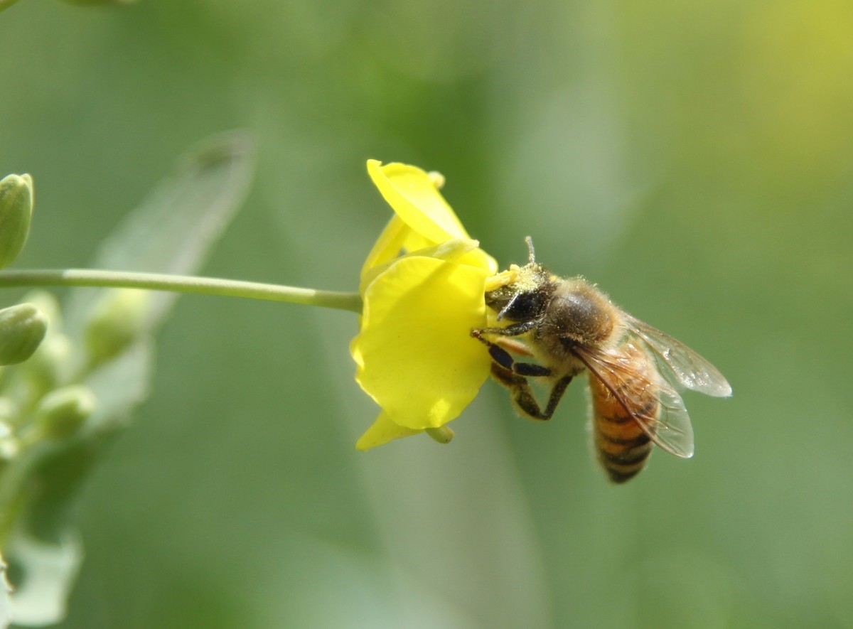 十年前，一对美国夫妻为了流浪狗买下1200亩的荒地，现在年入千万