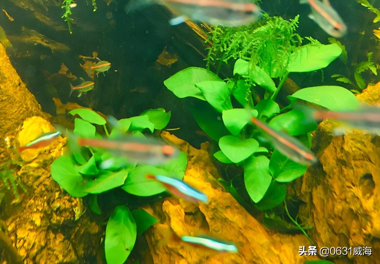 水草缸开缸水浑浊怎么办,水草缸水浑浊怎么变清