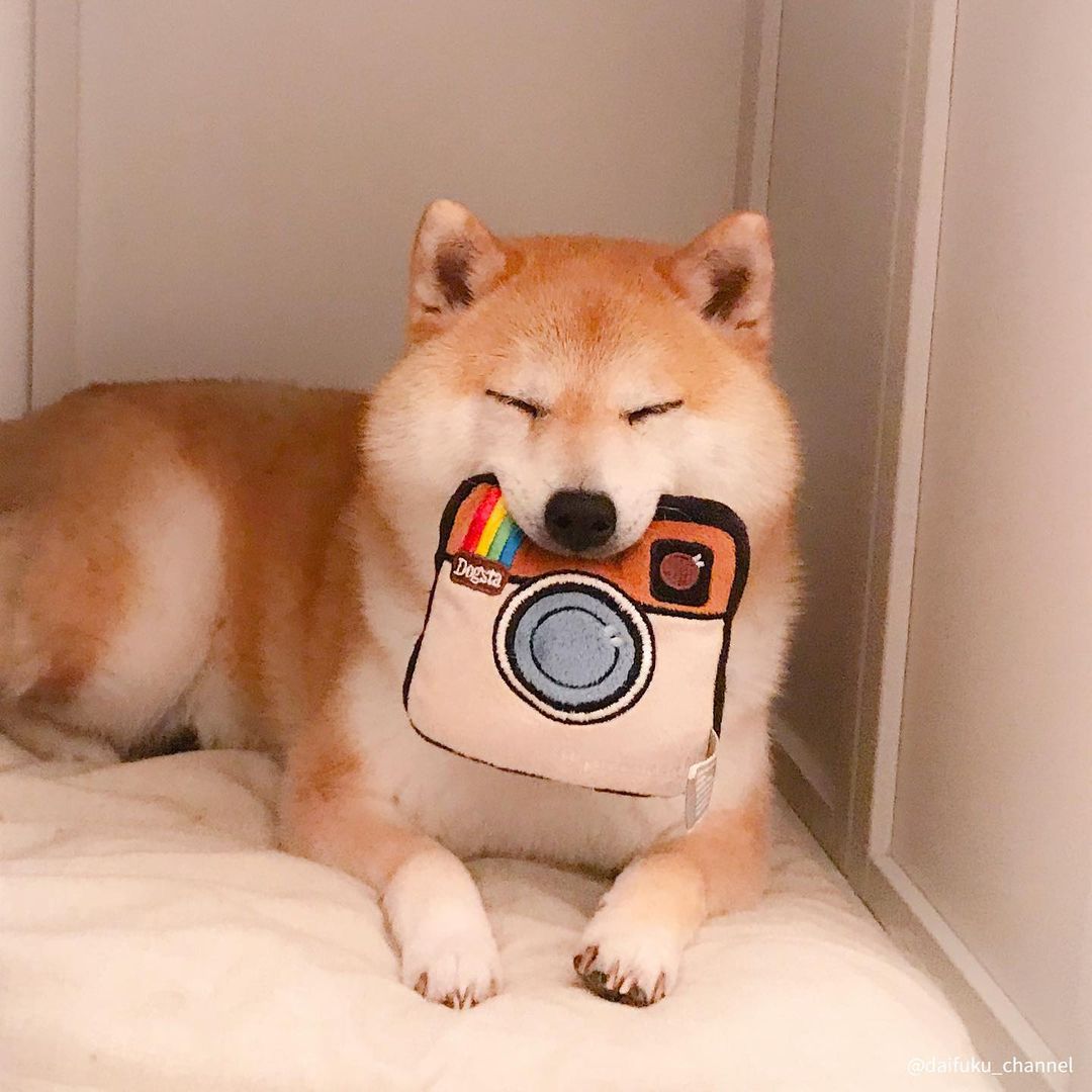 1500买了一条假柴犬,想买柴犬怎么才比较靠谱