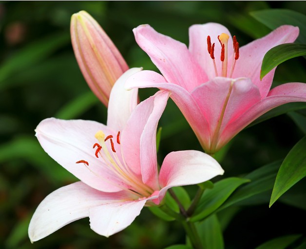 如何使百合开花时间长,如何让百合尽早开花的养殖方法