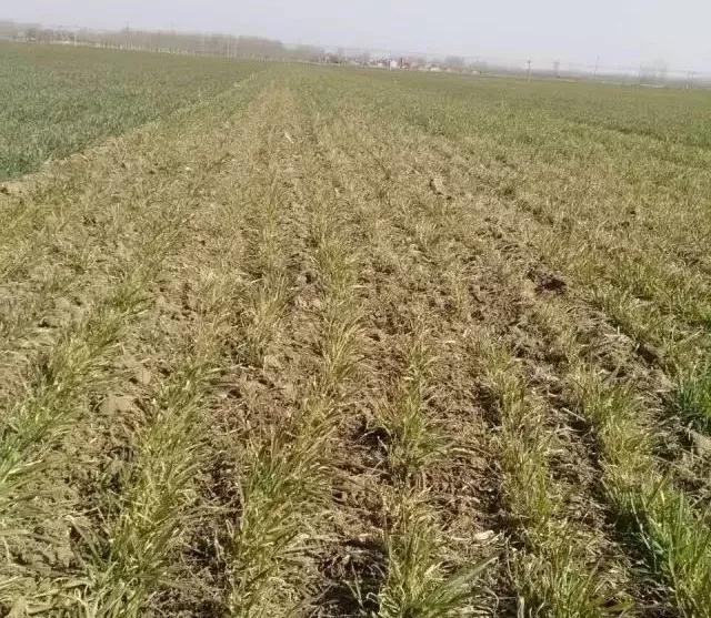 小麦缺肥发黄怎么办,小麦根发黄是什么病