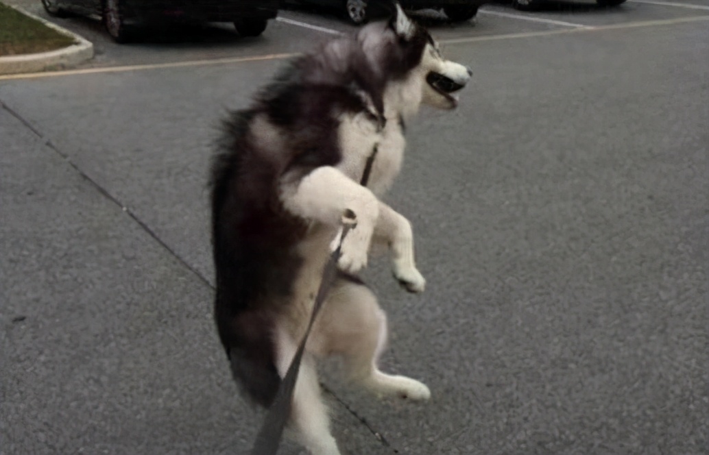 三傻狗有哪些,雪橇三傻是哪三种狗