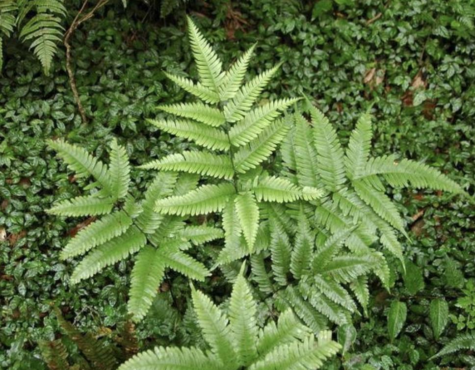 小溪边生长有什么植物,最常见的凤尾蕨