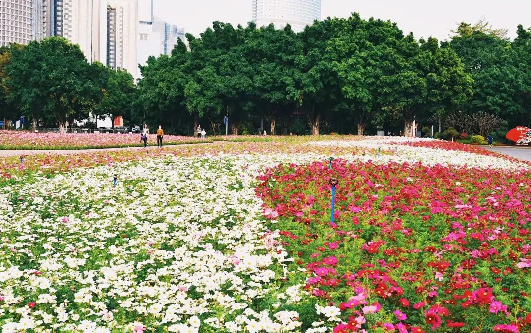 海心沙的花海美爆了,广州海心沙花海
