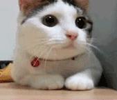 怎么纠正狗狗挑食的习惯,狗狗挑食饿几天它才能吃