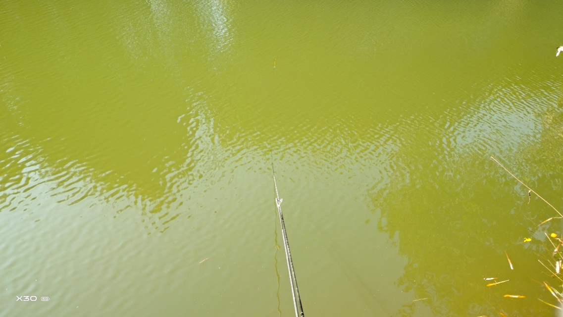 黑鱼只能钓一条,黑鱼只能用雷蛙钓么