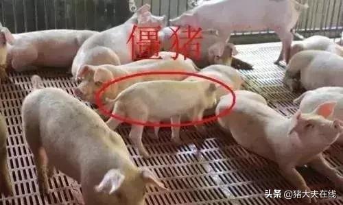 蓝耳啊，你让猪如何是好？