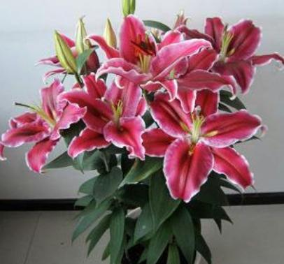 百合花开花期怎么管理,百合花开花时如何管理