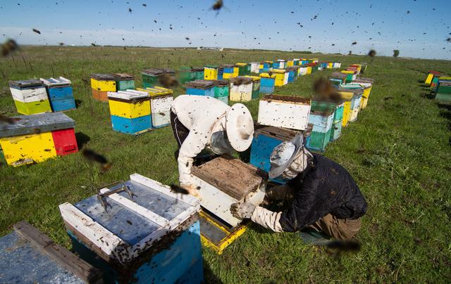 人工分蜂后怎样管理蜂群,如何给蜂群分蜂