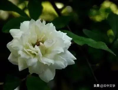 花语大全100种花图片,100种花的花语太全了