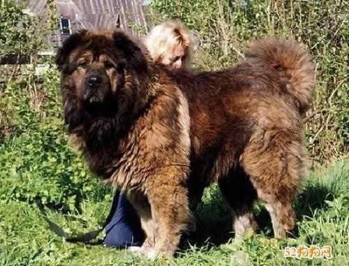 高加索犬vs高加索犬,高加索犬和熊版高加索犬的区别