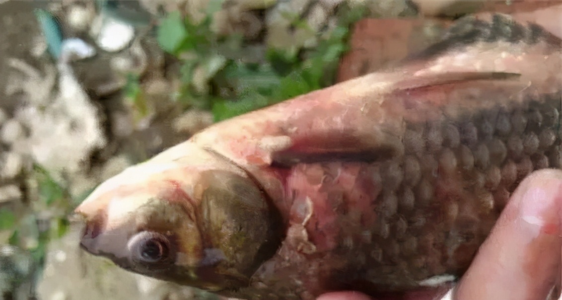 水产细菌性败血病,淡水鱼类弧菌感染