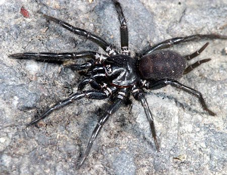 在野外奇形怪状的蜘蛛,各种宠物蜘蛛图片