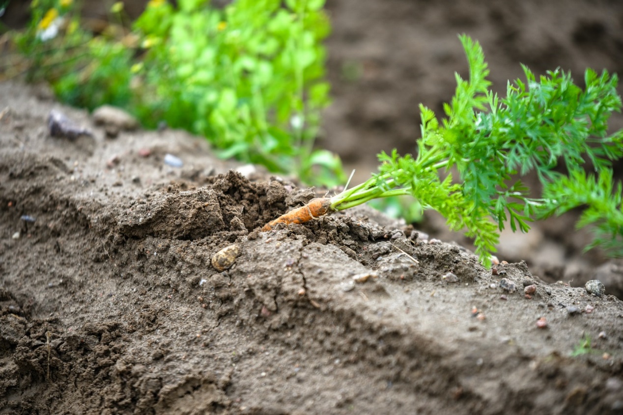 德国喜宝和国产喜宝的区别,德国hipp喜宝婴儿米糊米粉怎么样