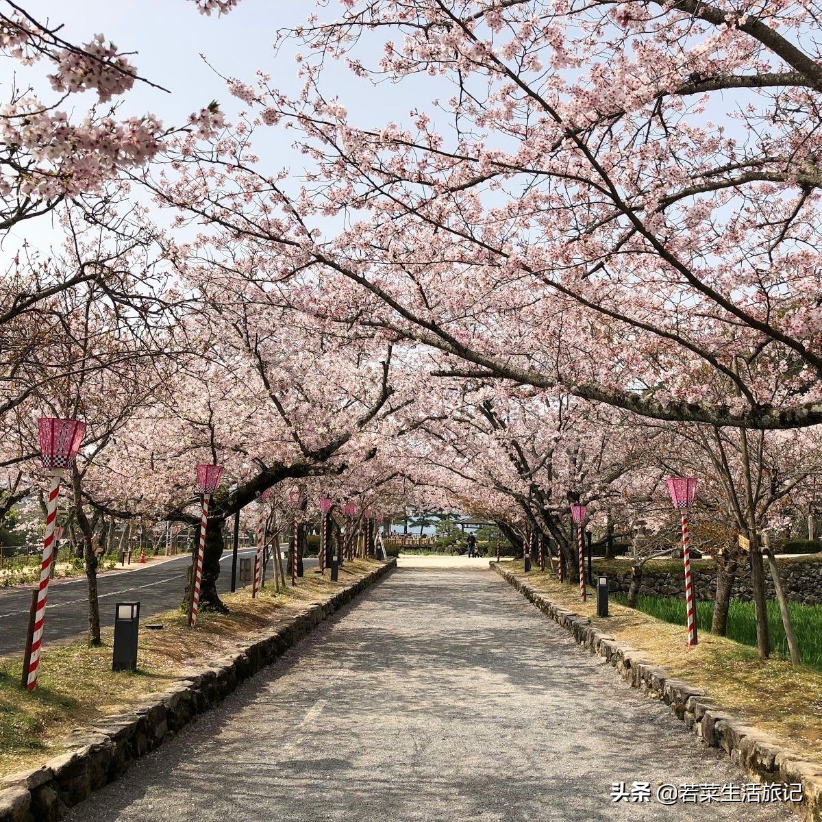 九州岛樱花,九州樱花之旅