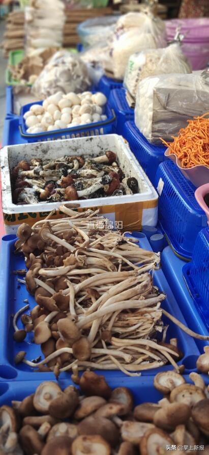 野生毒蘑菇销毁,野生蘑菇当地市场监管部门销毁
