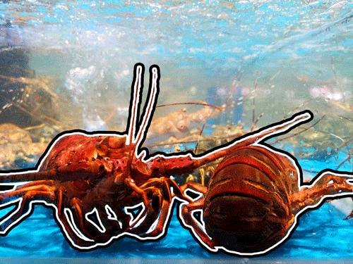 大润发新零售模式有哪些,新零售新模式生鲜超市