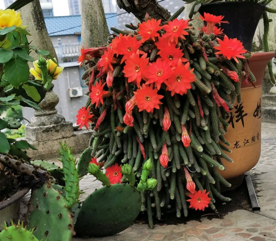 太极莲仙人球,狂莲仙人球