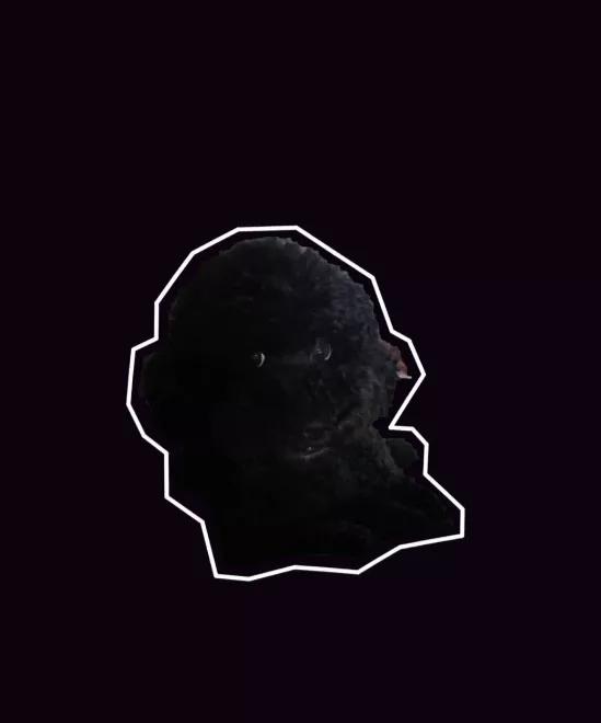 养狗真实感受图片,养狗真实的感受