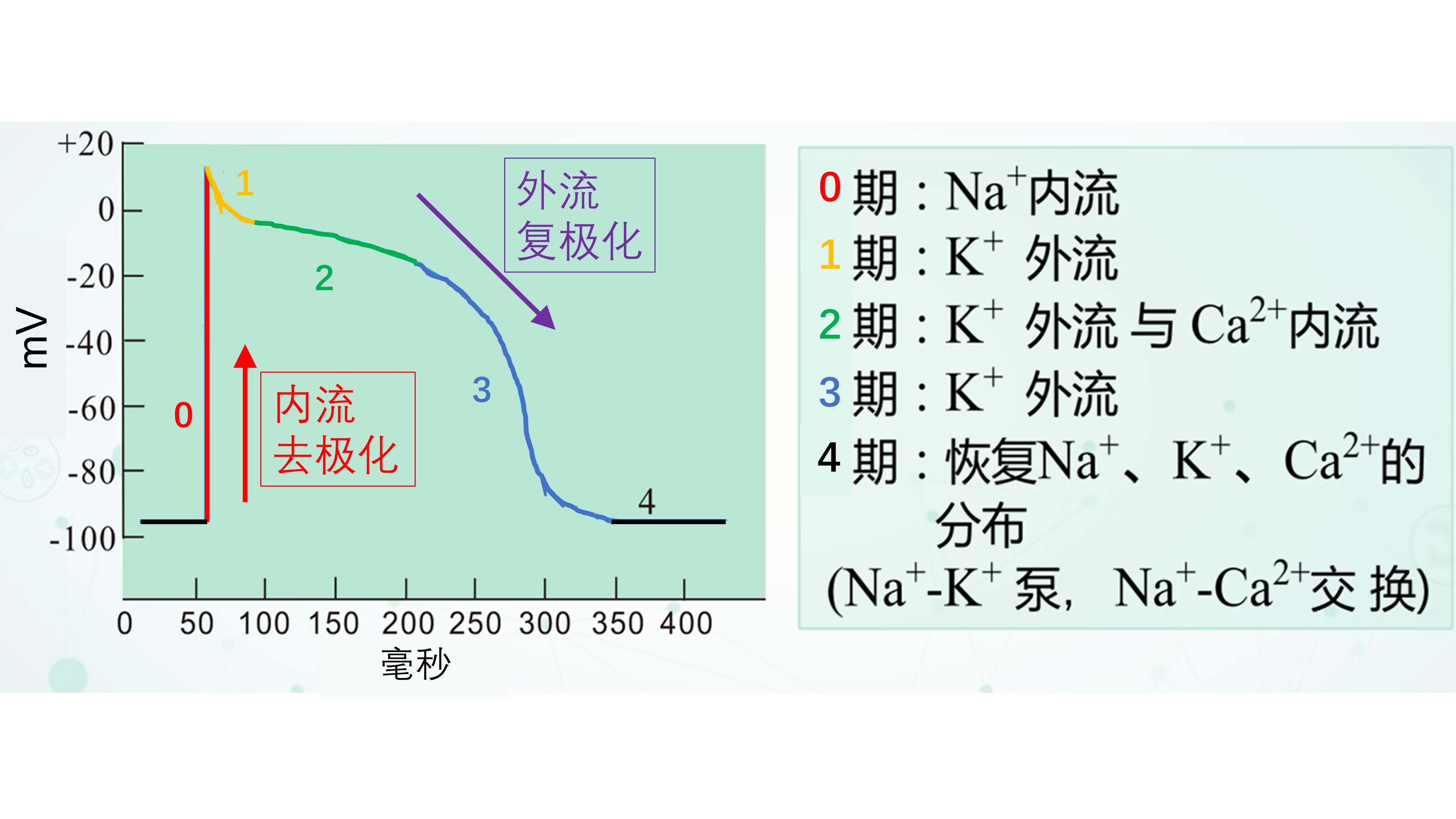 我们是怎么动起来的,心动的人的心脏是怎么跳动的