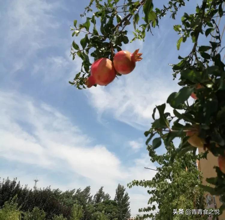 石榴的正确吃法,石榴皮煮水的功效与作用