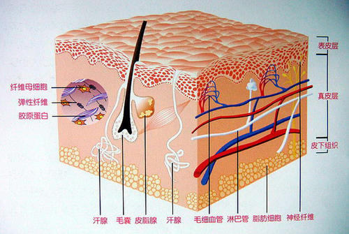 欧丽妍蓝莓护肤品怎么样,欧丽妍面部护理方法