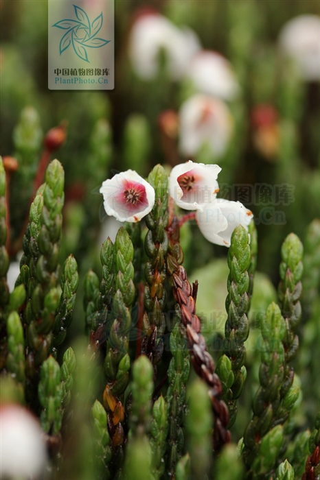 草灵芝,见过吗?用于肝胃气痛、食欲不振、神经衰弱