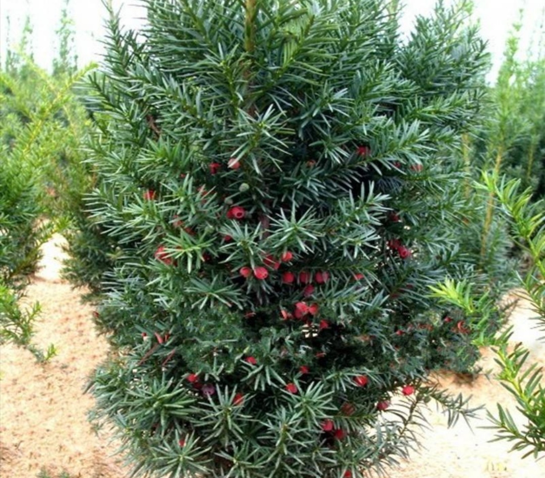 家里的红豆杉怎么栽培,家里院子种红豆杉的方法