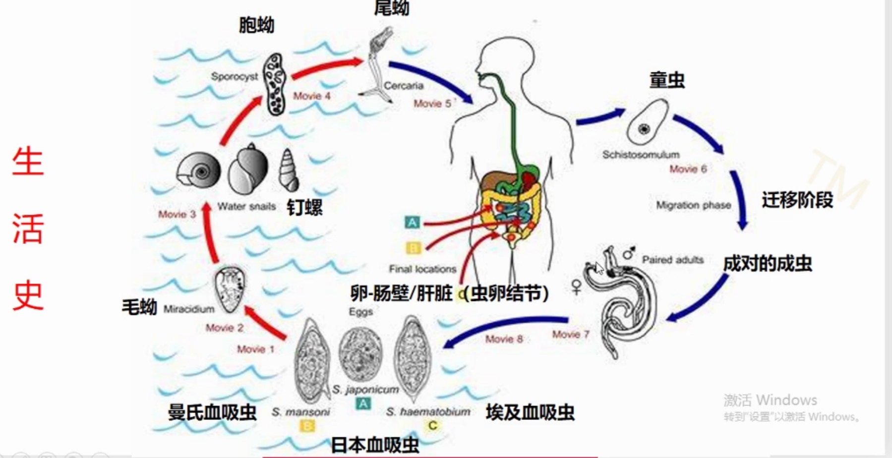 运用综合技术防控畜禽寄生虫病,动物寄生虫病防治技术教材