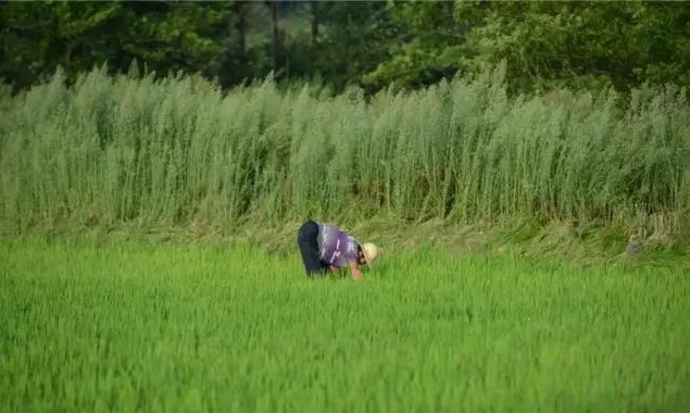 南京市政协委员钱明洁:推广有机食品,苦中有乐,苦中有德