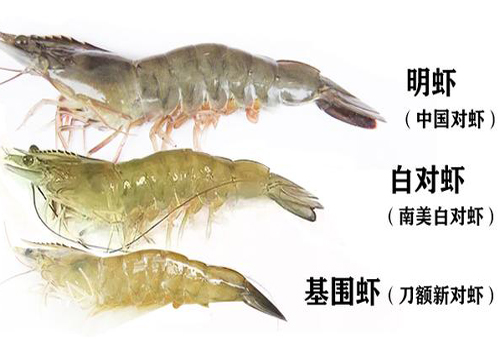 超鲜活的南美白对虾,南美白对虾在市场别人叫什么虾