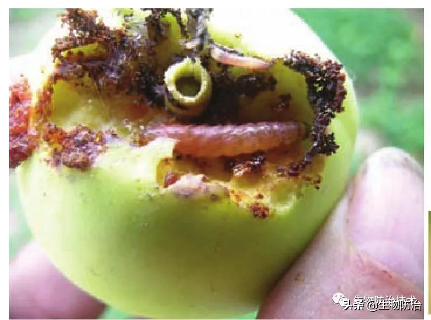 蛀干害虫是钻蛀害虫吗,果树枝干钻蛀害虫图片