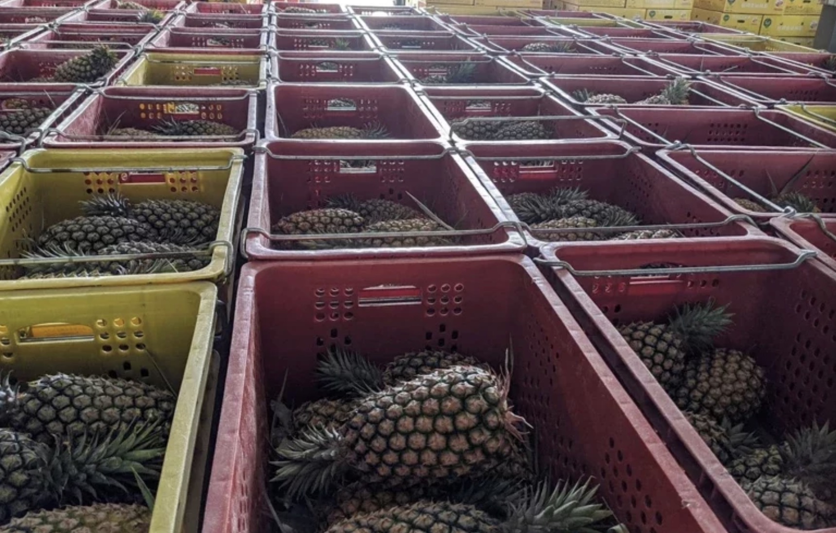 大陆不进口台湾菠萝会怎样,菠萝被大陆禁止进口了吗