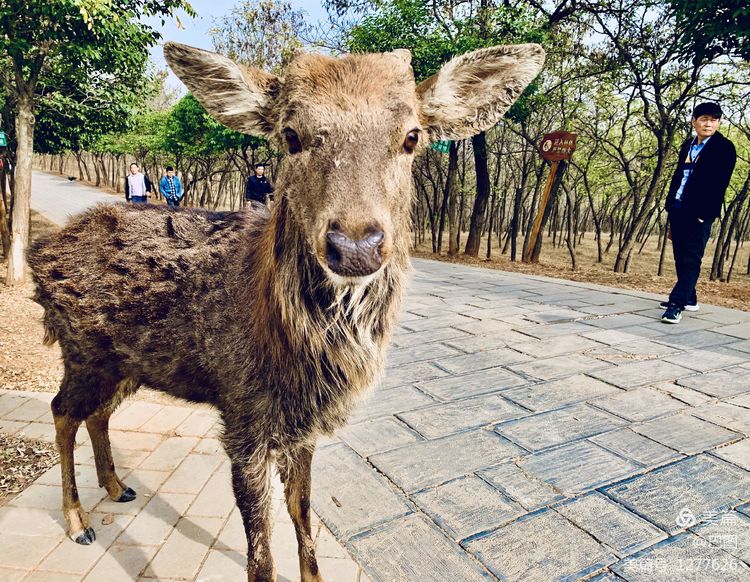 洛阳市宜阳凤凰岭射箭,宜阳县凤凰岭体育基地