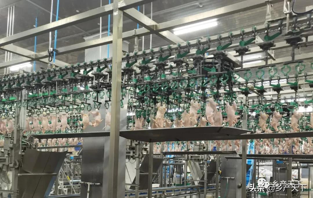 姝ｅぇ1浜垮彧鑲夐浮鍏ㄤ骇涓氶摼椤圭洰,鑲夐浮鍏绘畺琛屼笟榫欏ご浼佷笟