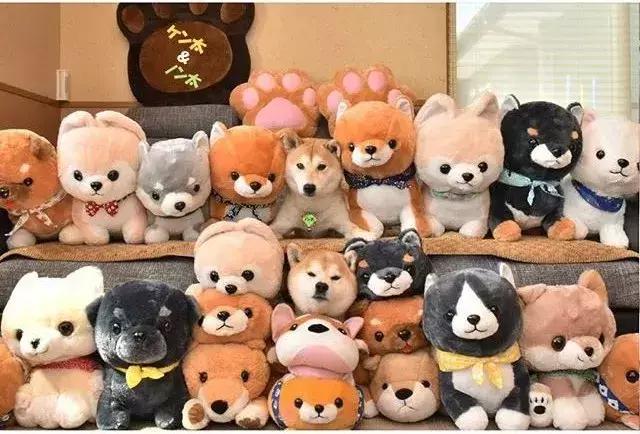 日本博主给两只柴犬买了几十只玩偶，变成大型实物版“连连看”…
