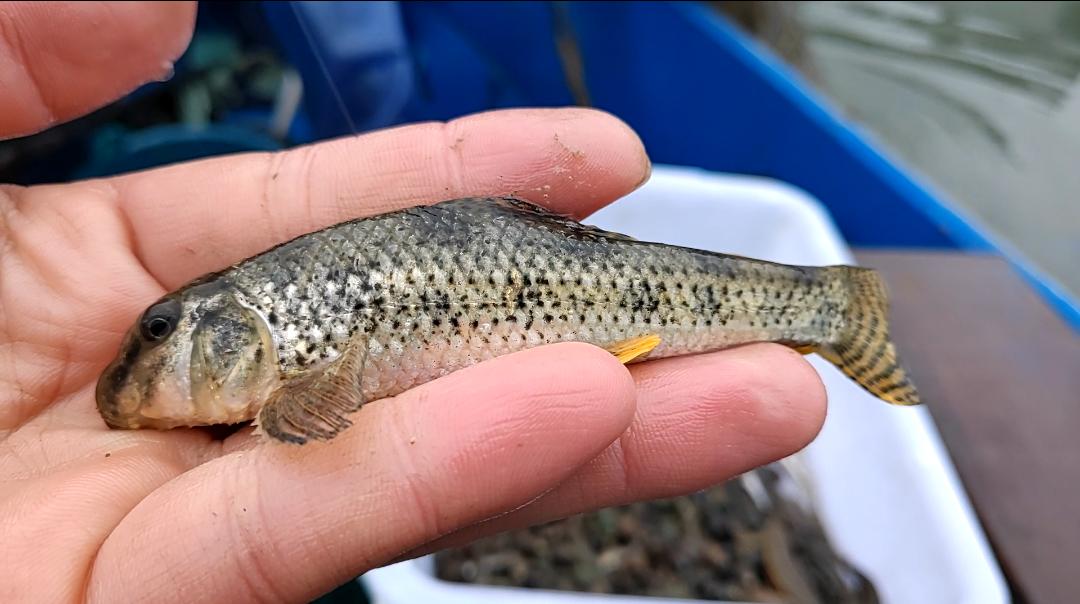 马头鱼如何辨别新鲜,马头鱼一年四季都有吗