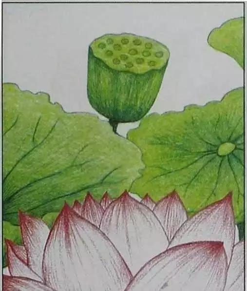 画荷塘与荷花,画一张美丽的荷塘画
