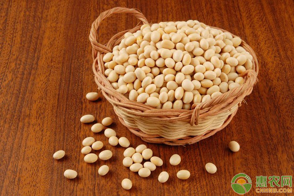 今日河南大豆收购价格最新行情,吉林省敦化市大豆价格最新行情