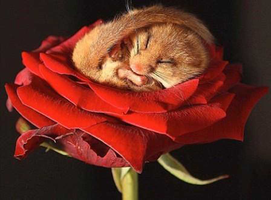 大梦谁先觉，平生我自知，冬眠睡足足，醒来吃吃吃：睡鼠