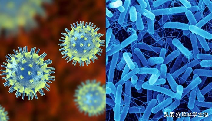 细菌是一个物种吗,细菌是一种什么的生物