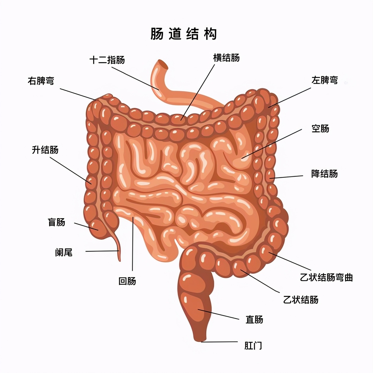 人的消化系统怎么工作的,从食物到大便排出多长时间正常