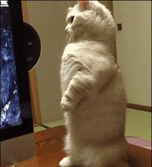 搞笑gif妹子的内心是崩溃的,搞笑gif妹子原来是个逗比